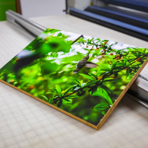 Bamboo