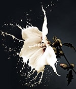 Floral Art Prints